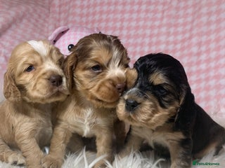 Cocker Spaniel dogs Show type cocker spaniel puppy’s PRA Clear - Advert 4