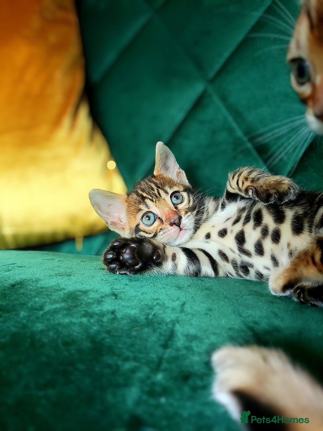 Bengal cats for sale: TICA Bengal Kittens for Sale – Stunning & Sweet! in Durham - Image 18