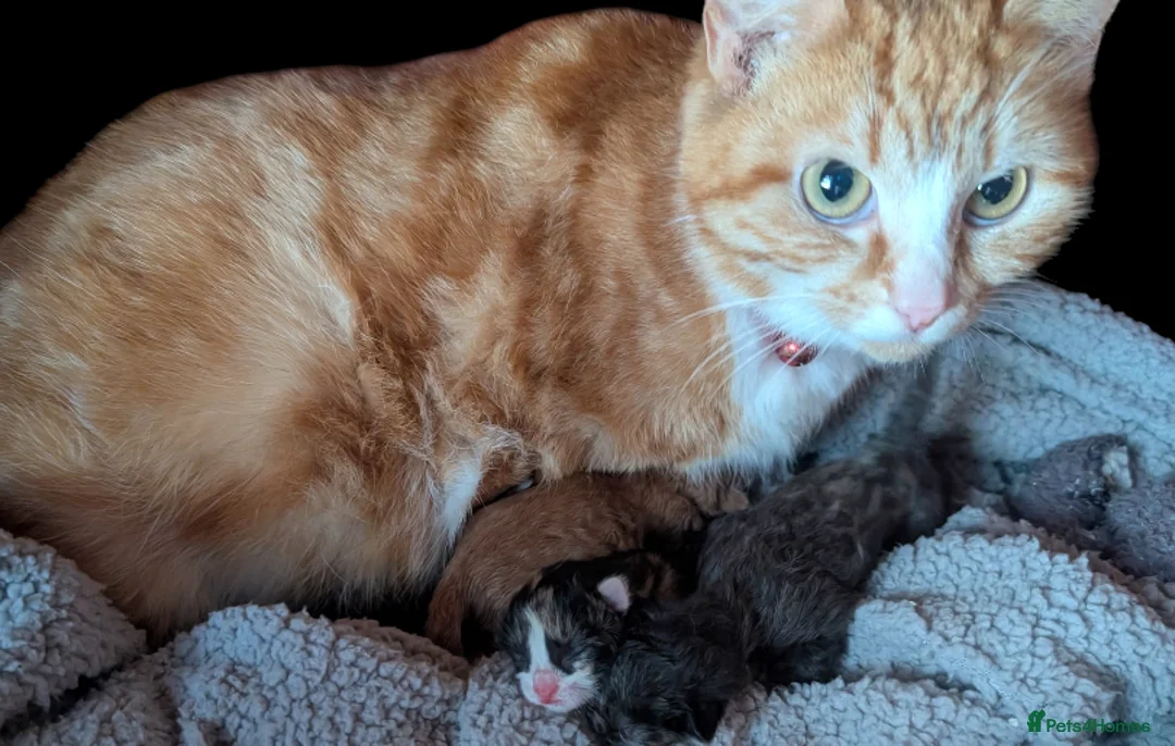 Persian cats for sale: Gorgeous kittens  - Advert 2