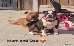 Mixed Breed dogs for sale: Old english bulldross cross american bulldog 😍❤️  - Advert 28