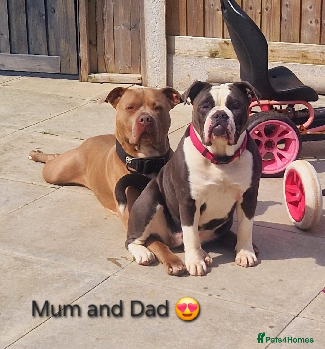 Mixed Breed dogs for sale: Old english bulldross cross american bulldog 😍❤️  - Advert 28