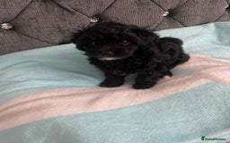 Maltipoo dogs for sale: Maltipoo puppies for sale  - Image 5