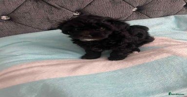 Maltipoo dogs - Advert 8
