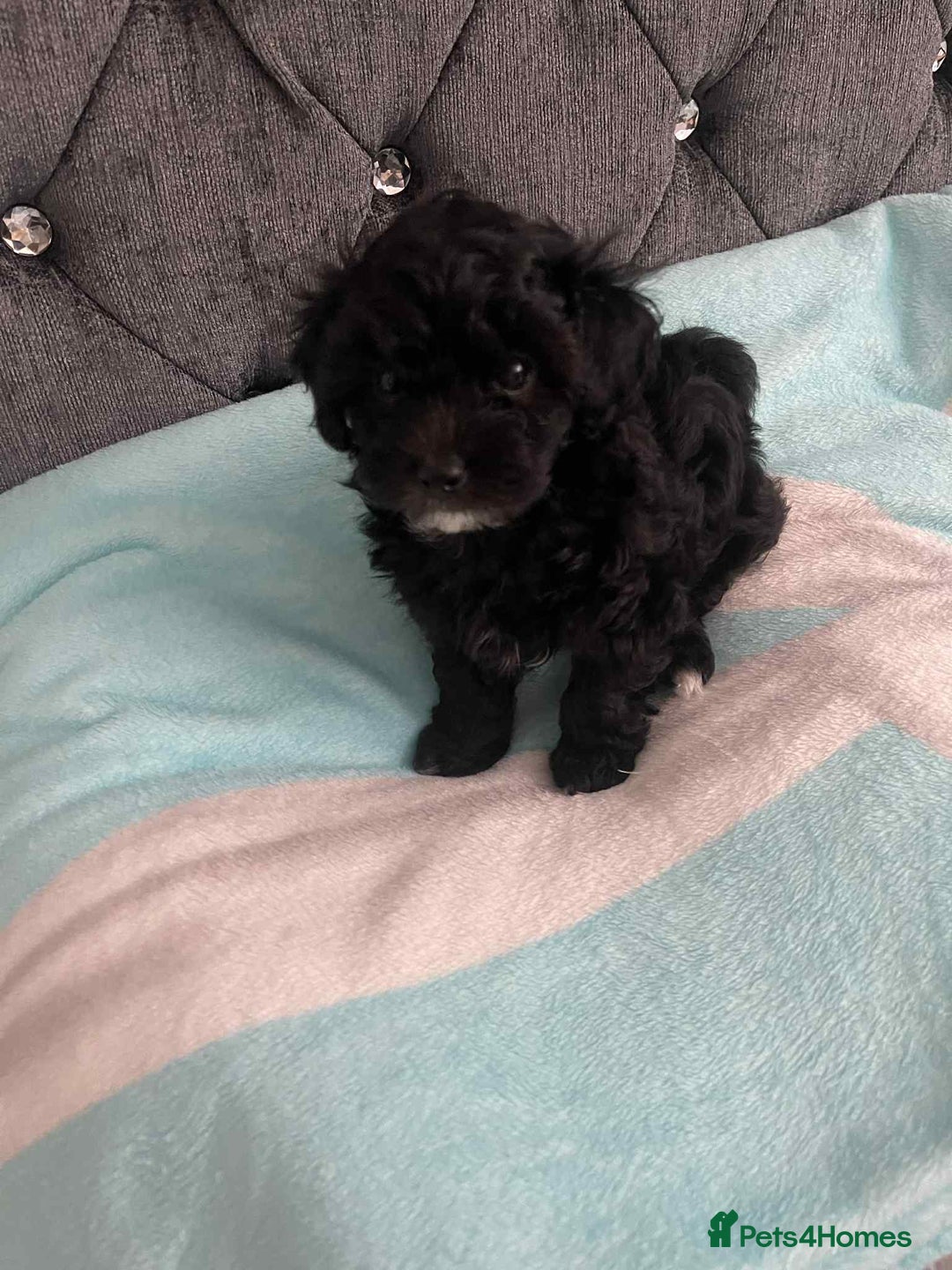 Maltipoo dogs for sale: Maltipoo puppies for sale  - Image 5