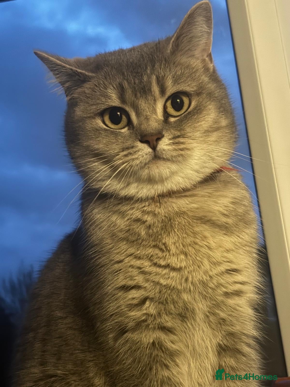 British Shorthair cats BSH blue colour cat  - Advert 1