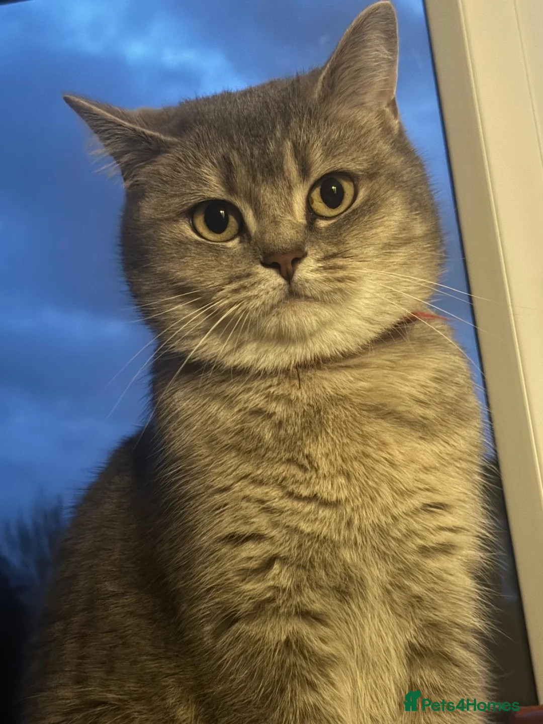 British Shorthair cats for sale: BSH blue colour cat  in Wigston - Advert 1