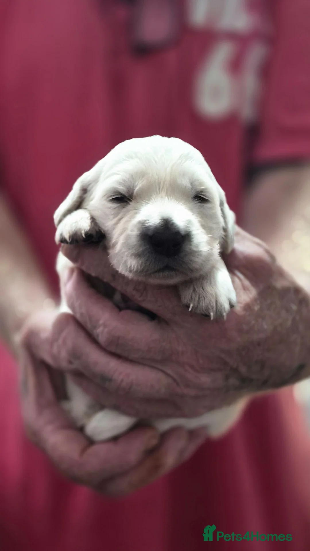 Golden Retriever dogs for sale: Beautiful Golden Retriever pups for sale in Chatham - Advert 2