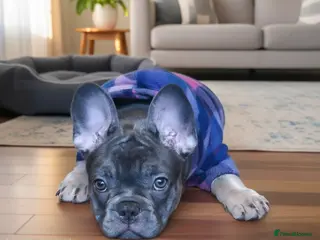 French Bulldog dogs Pick of the litter - great quality frenchie - Advert 17