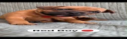 Staffordshire Bull Terrier dogs for sale: Stunning Red Staffordshire Bull Terrier Puppies - Advert 6