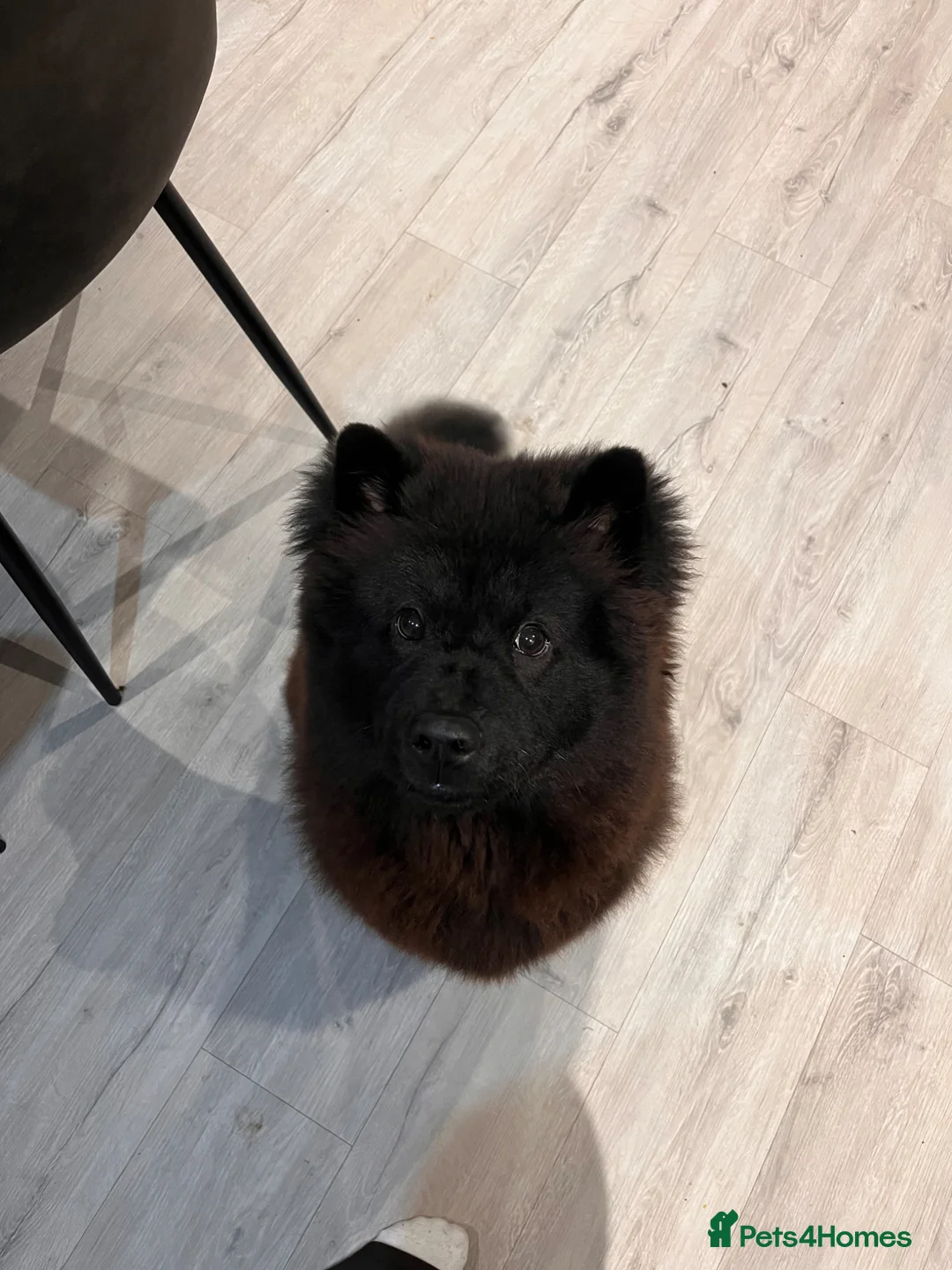 Chow Chow dogs for sale: Female 1 year old chow chow puppy - Advert 3