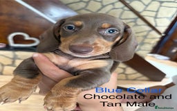 Miniature Dachshund dogs for sale: ✨READY TO LEAVE✨Miniature Dachshund Pups💕  - Image 2