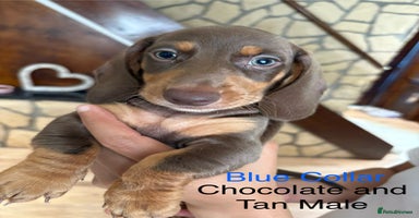 Miniature Dachshund dogs - Advert 6