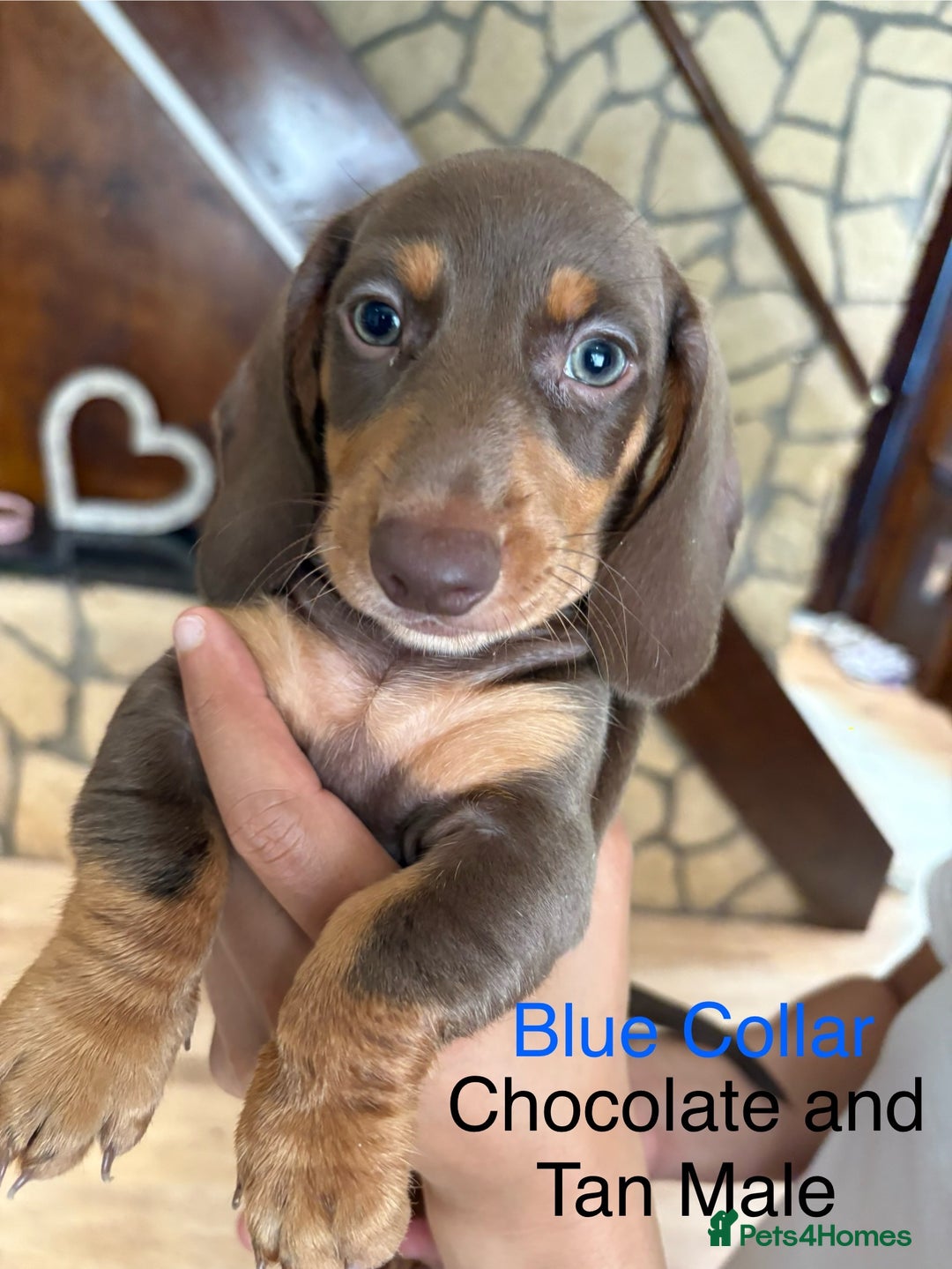 Miniature Dachshund dogs for sale: ✨READY TO LEAVE✨Miniature Dachshund Pups💕  - Image 2