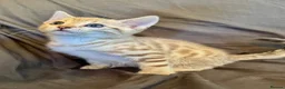 Bengal cats for sale: Stunning Snow Bengal Kittens - Advert 13