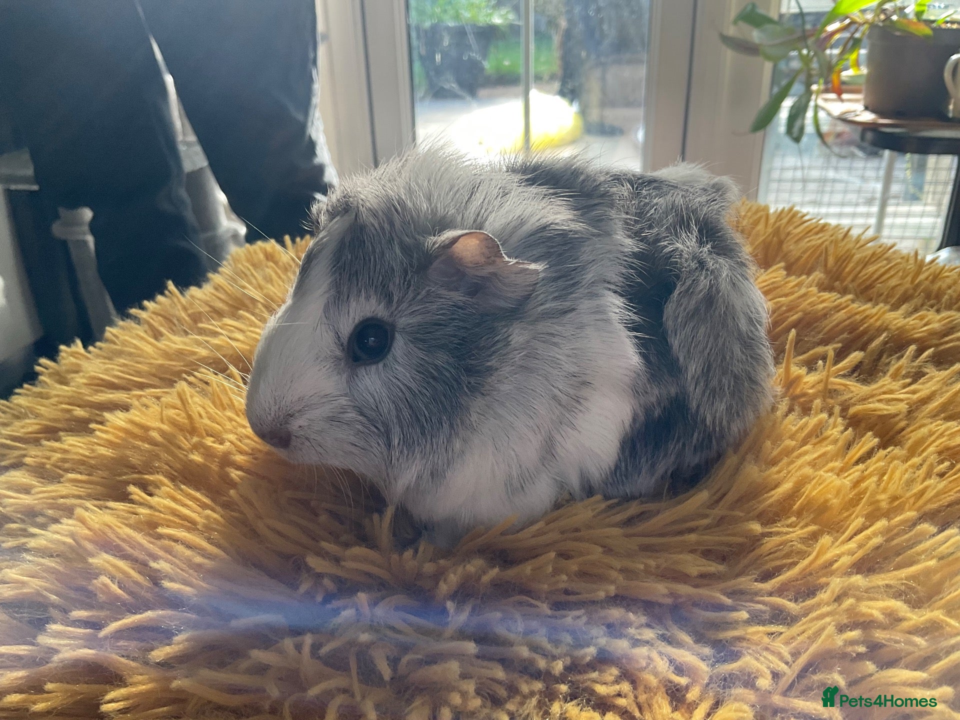 Guinea Pig rodents Stunning little boy - Advert 23