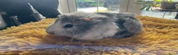Guinea Pig rodents for sale: Georgeous Piggles - Advert 14
