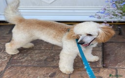 Miniature Poodle dogs for stud: HEALTH TESTED Kc Registered Miniature Poodle STUD in Doncaster - Image 18