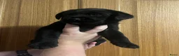 Labrador Retriever dogs for sale: Ready now! Female black Labrador - Advert 9