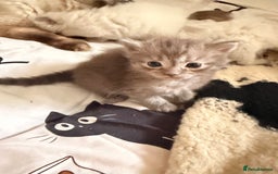 Ragdoll cats for sale: Beautiful Dolls  - Advert 10