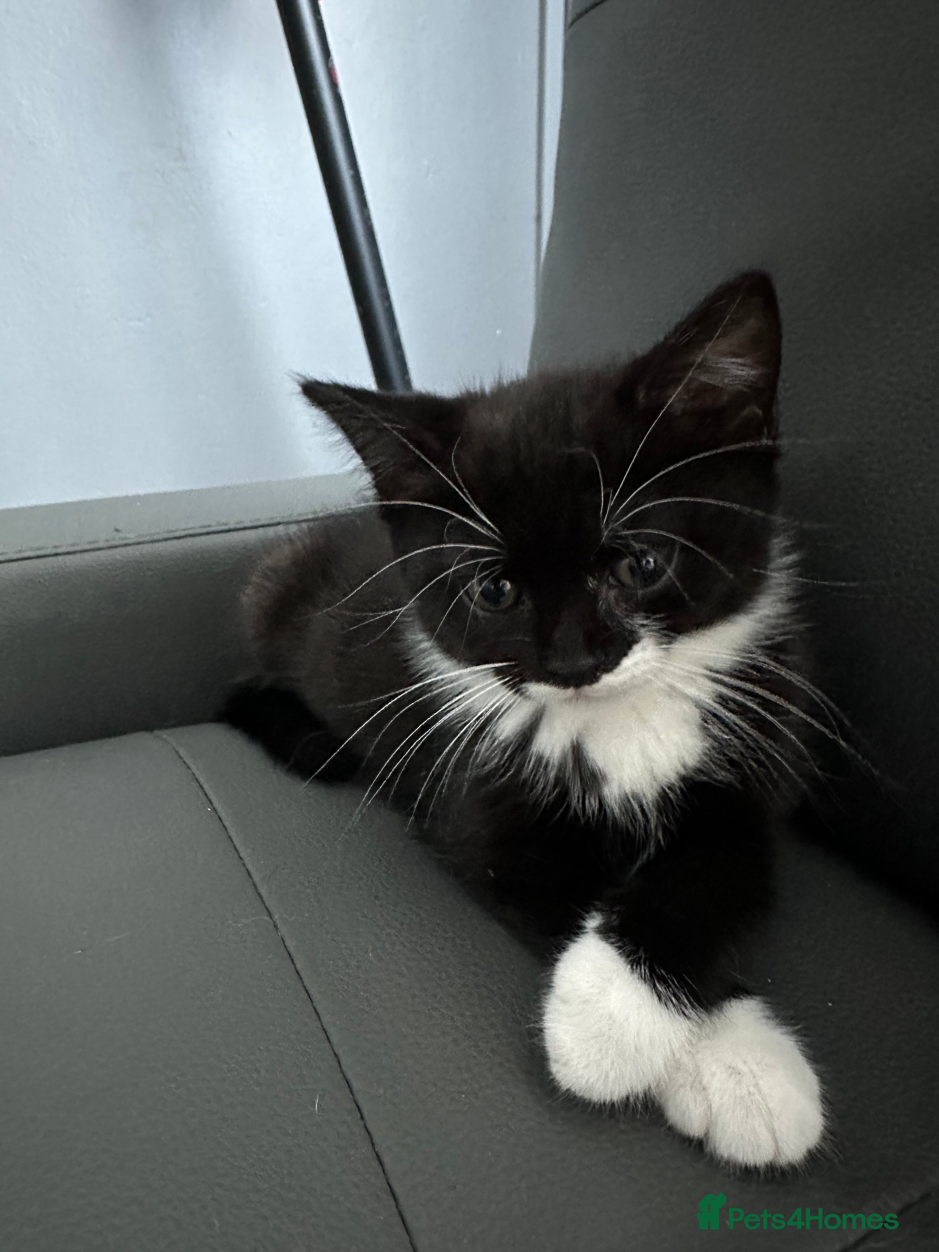 Mixed Breed cats Playful British Shorthair & Longhair Mix Kittens - Advert 1