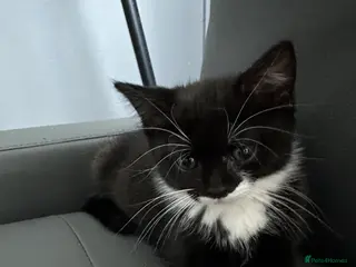Mixed Breed cats Playful British Shorthair & Longhair Mix Kittens - Advert 1