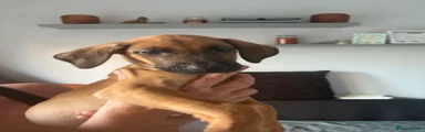 Mixed Breed 4