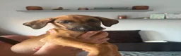 Mixed Breed dogs for sale: Rhodesian Ridgeback x Dutch herder puppies - Advert 3