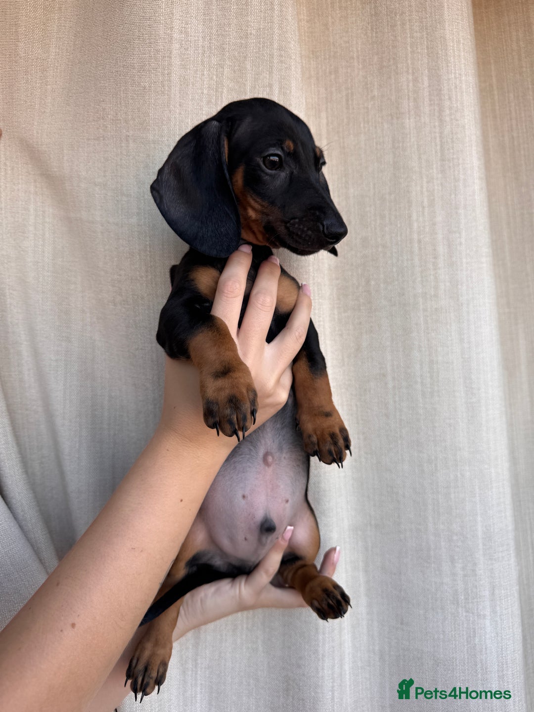 Dachshund dogs for sale: DACHSHUND PUPPIES FOR SALE  - Image 8