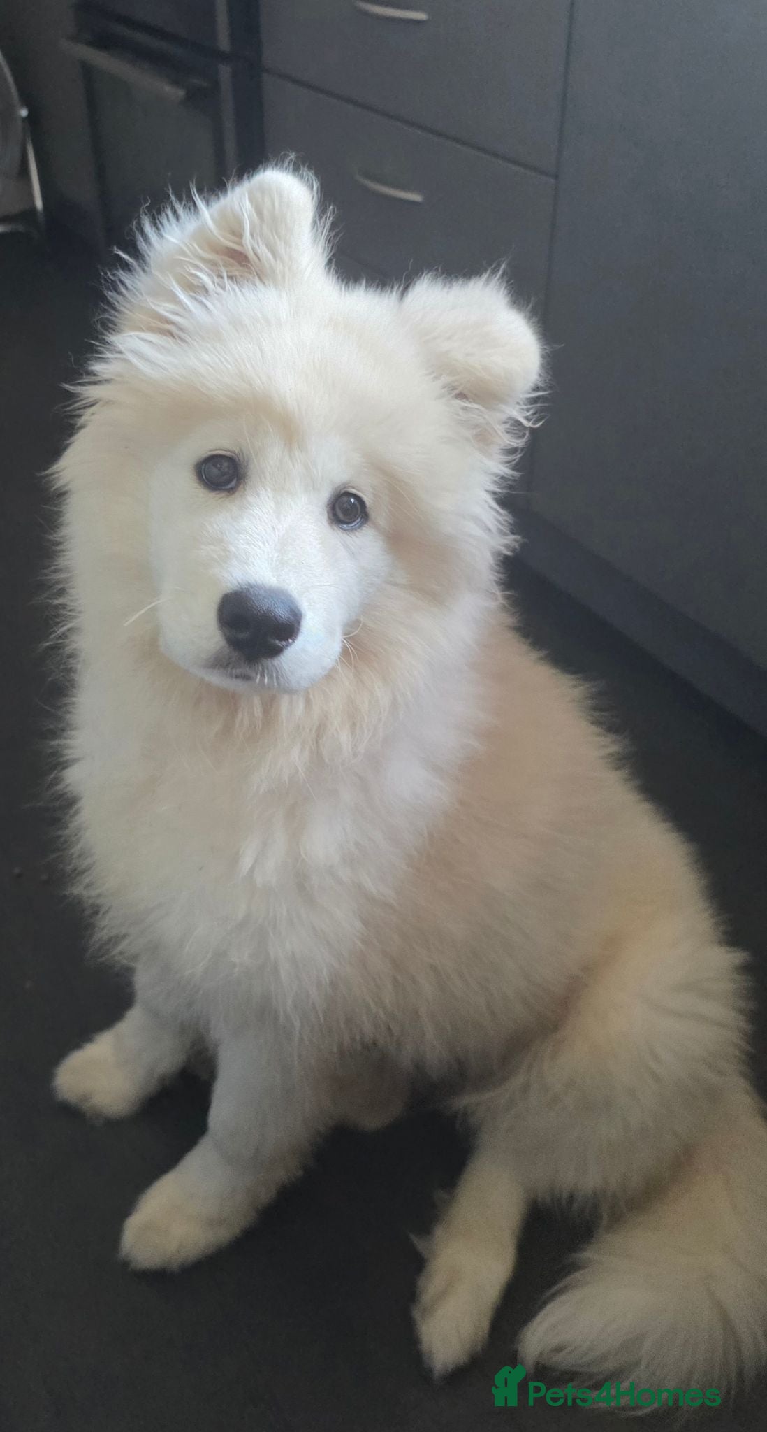 Samoyed dogs Beautiful Girl Samoyed  - Advert 2