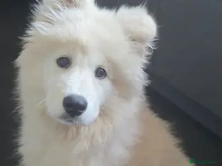 Samoyed dogs Beautiful Girl Samoyed - Advert 1