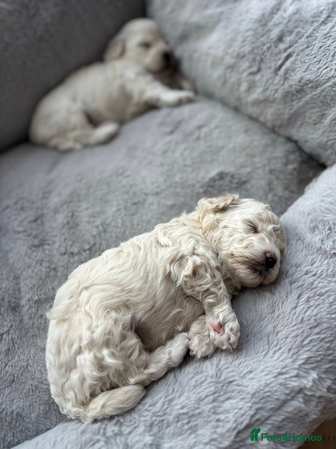 Poochon dogs for sale: 4 Girls Poochon white/Beige 2 reserved 2 avaliable - Image 14