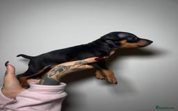 Miniature Pinscher dogs for sale: 🐾 Adorable Pocket Pincher Puppies 🐾 - Image 7