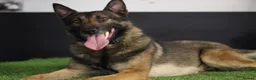Belgian Shepherd Dog dogs for stud: FCI Belgian Malinois for Stud - Advert 2