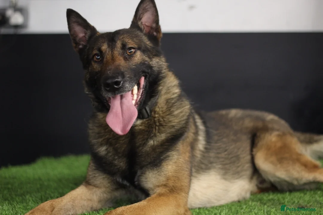 Belgian Shepherd Dog dogs for stud: FCI Belgian Malinois for Stud - Advert 2