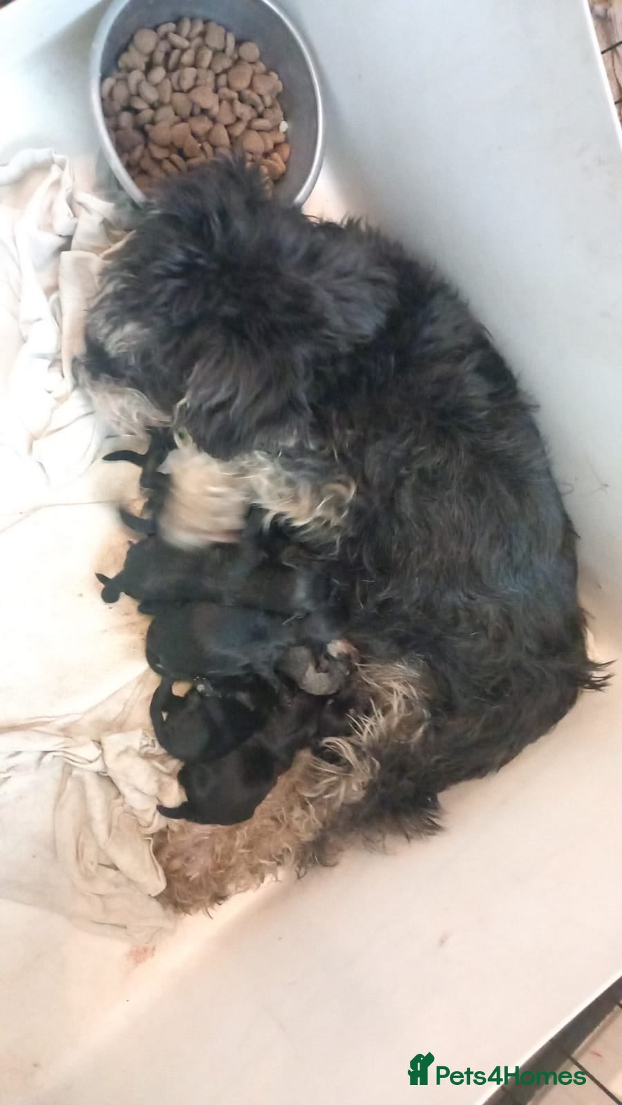 Miniature Schnauzer dogs Beautiful  miniature schnauzers - Advert 2