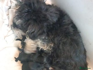 Miniature Schnauzer dogs Beautiful miniature schnauzers - Advert 2