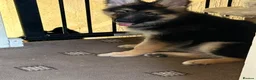 German Shepherd dogs for sale: German shepherd male pups  - Advert 3