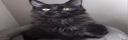Maine Coon cats for sale: Maine coons big size kittens black grey, tabbys.  - Advert 5