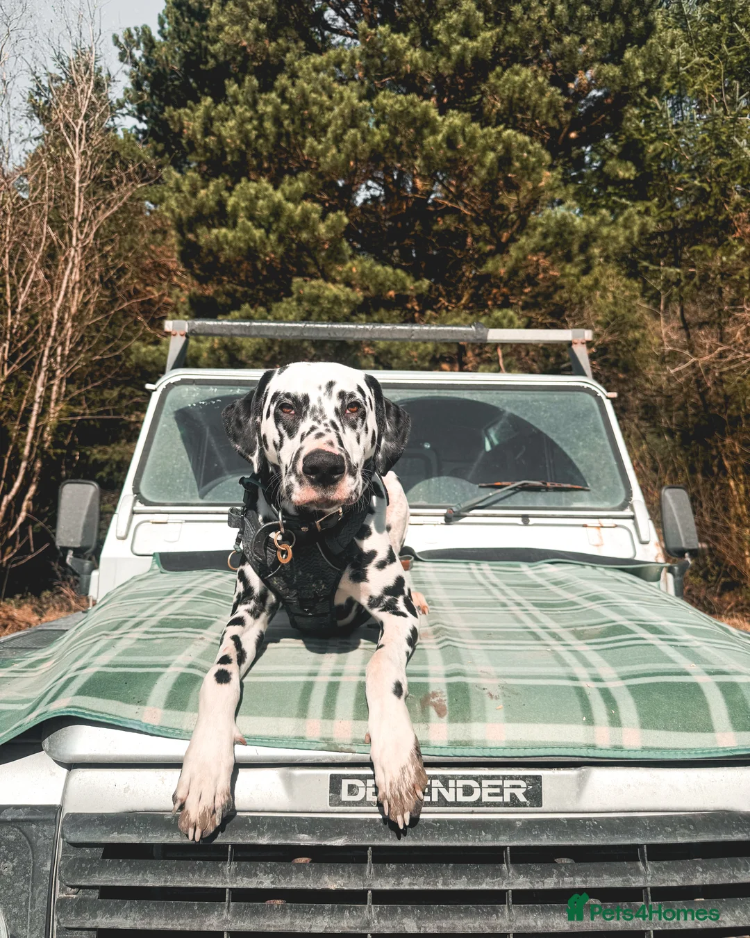 Dalmatian dogs for stud: KC Registered Dalmatain For Stud - Advert 10