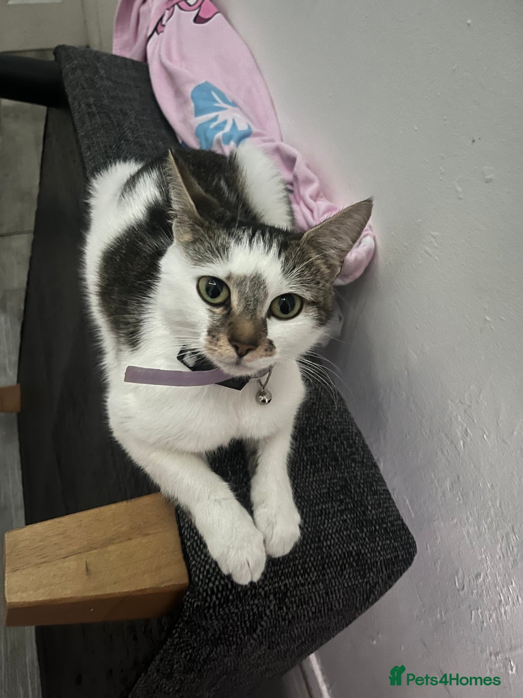 Mixed Breed cats for sale: 3 female kittens  - Advert 1