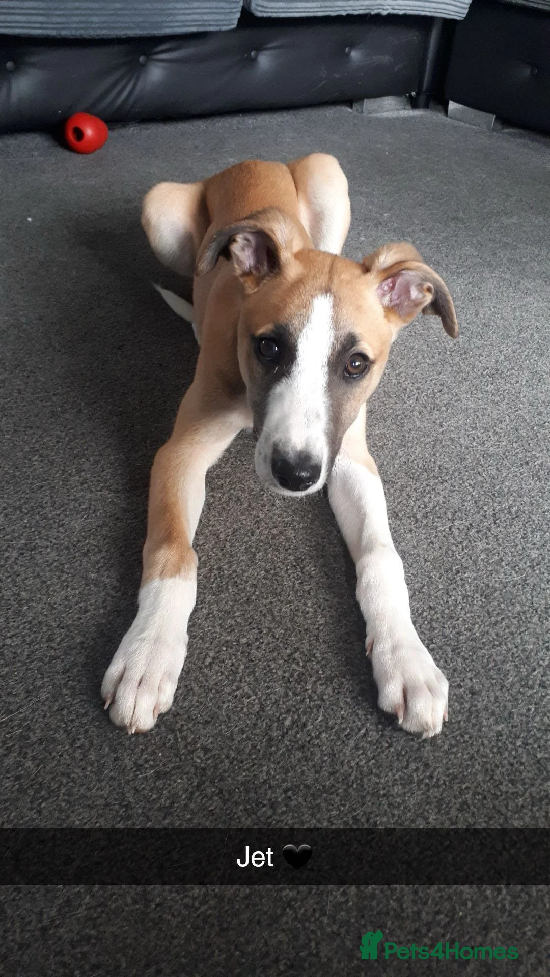 Lurcher dogs for stud: Lurcher for stud - Advert 30