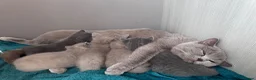 British Shorthair cats for sale: Adorable British Shorthair Kittens Lilac and Blue in Waltham Cross - Advert 5