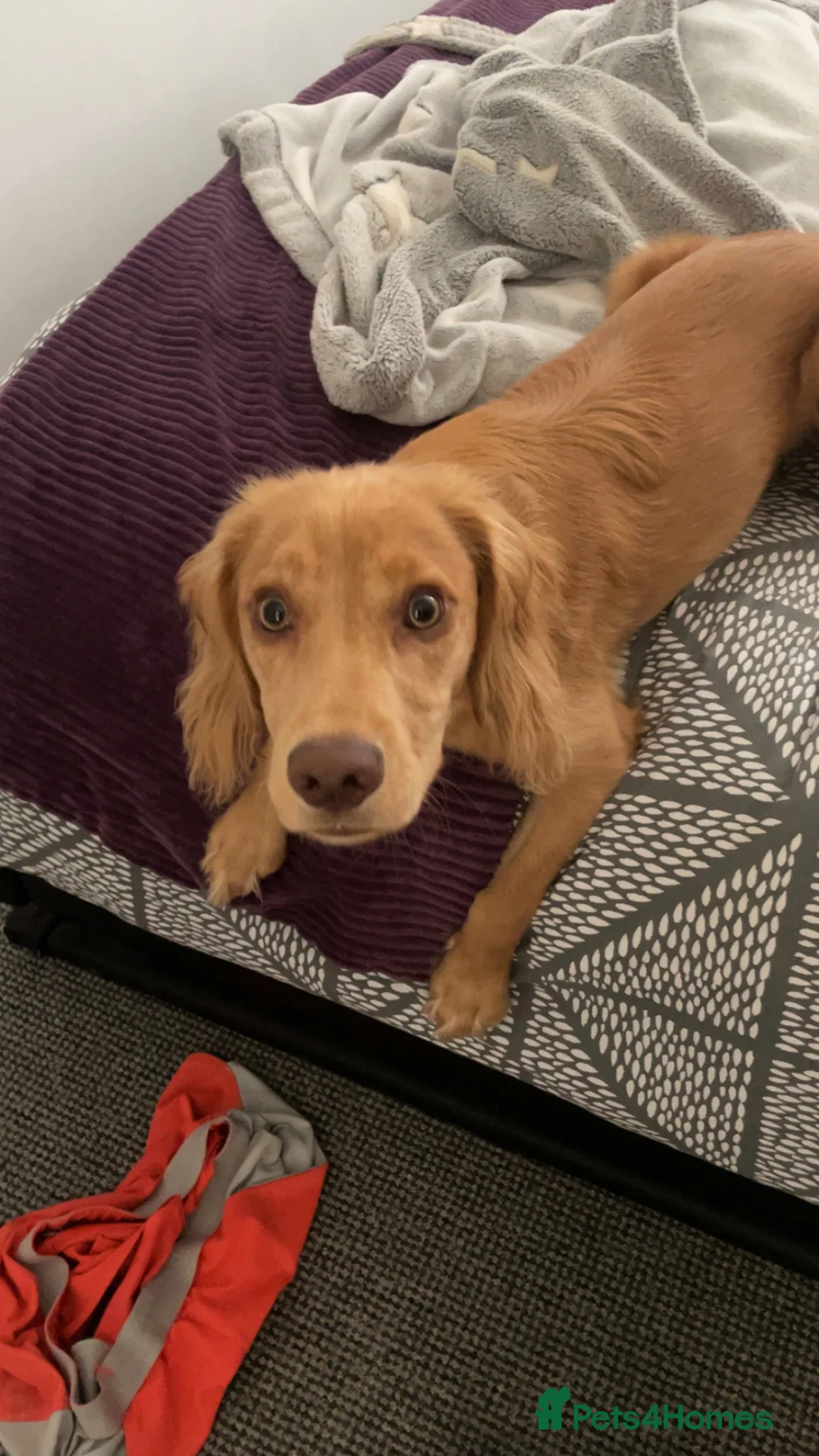 Cocker Spaniel dogs for sale: 7 month old cocker spaniel male  - Advert 7