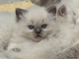 Ragdoll cats Pure Blue Point Ragdoll kittens - Advert 1