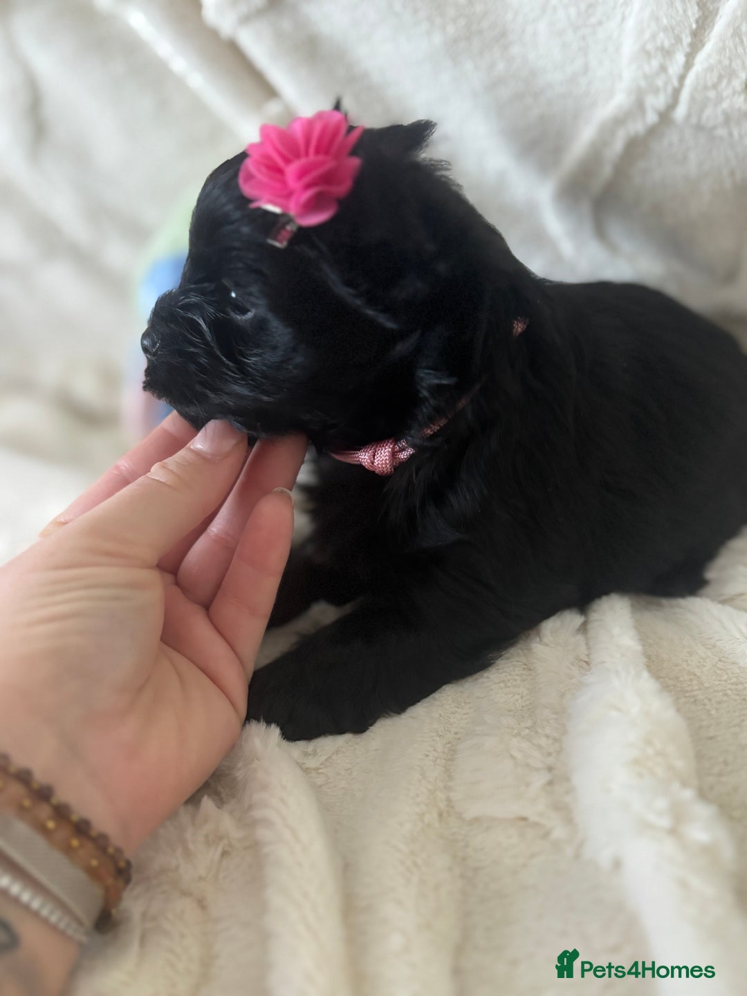 Yorkshire Terrier dogs for sale: Mini Black Yorkshire terriers puppies  - Advert 15