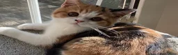 British Shorthair cats for sale: Fabulous GCCF kittens - Advert 15