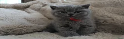 British Shorthair cats for sale: Gccf registered blue BSH kittens - Advert 31
