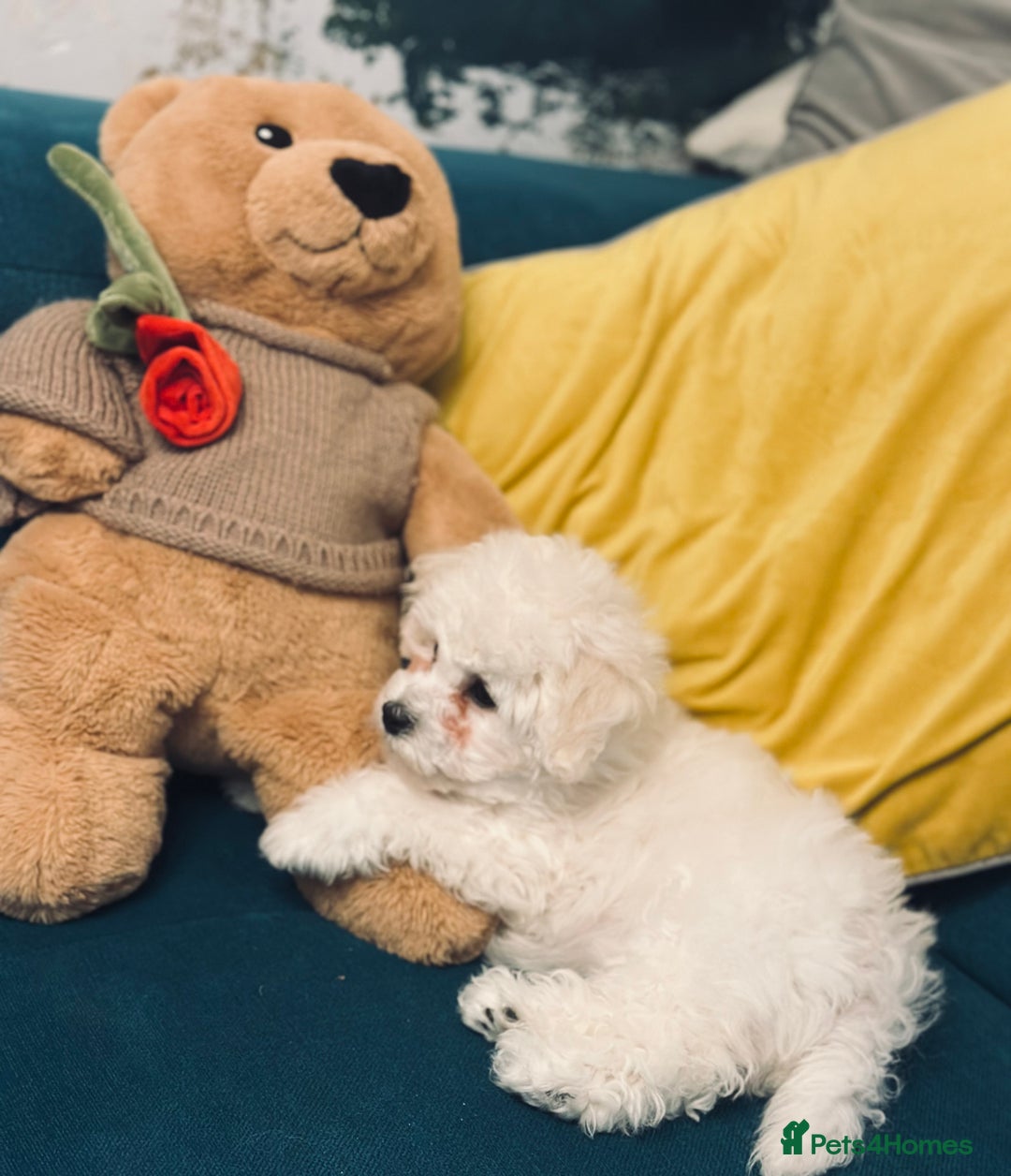 Bichon Frise dogs for sale: ✨ Bichon Frisé Puppies from Champion Bloodlines ✨ - Advert 12