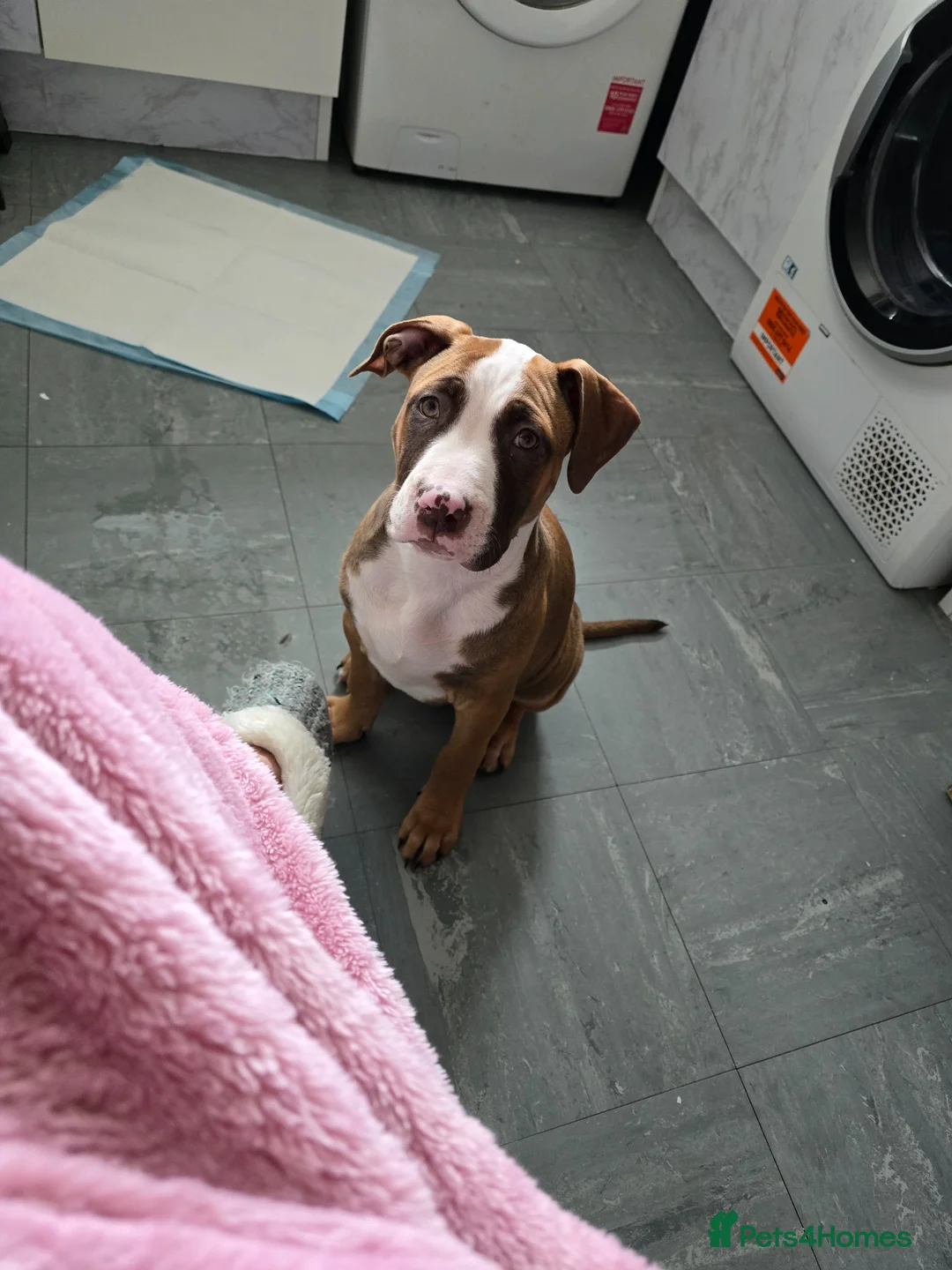 Mixed Breed dogs for sale: Corso cross ridgeback  in Liverpool - Advert 3