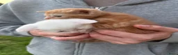Mixed Breed cats for sale: Ginger cat in London - Advert 2
